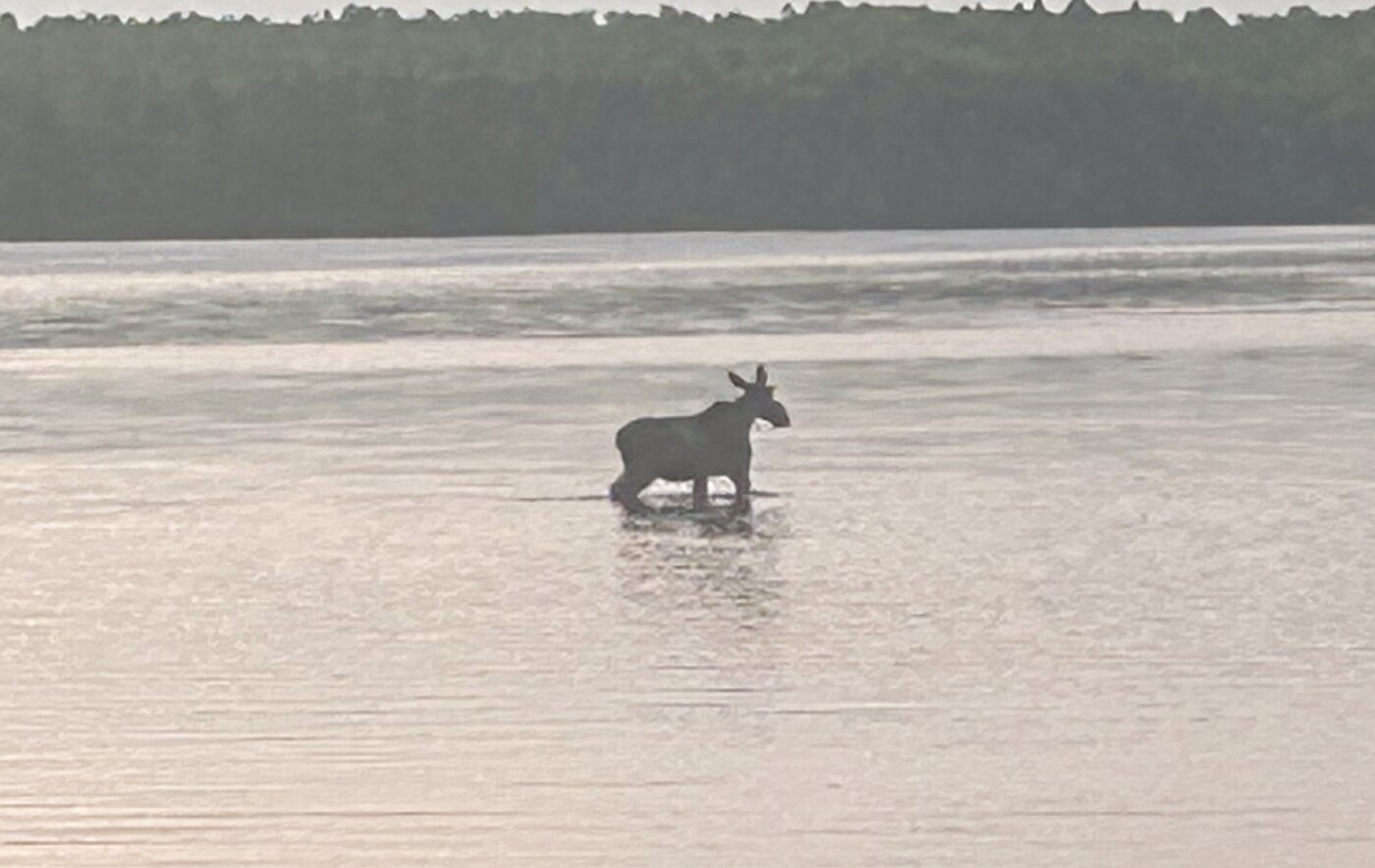 Moose wading in Molunkus Lake at dusk