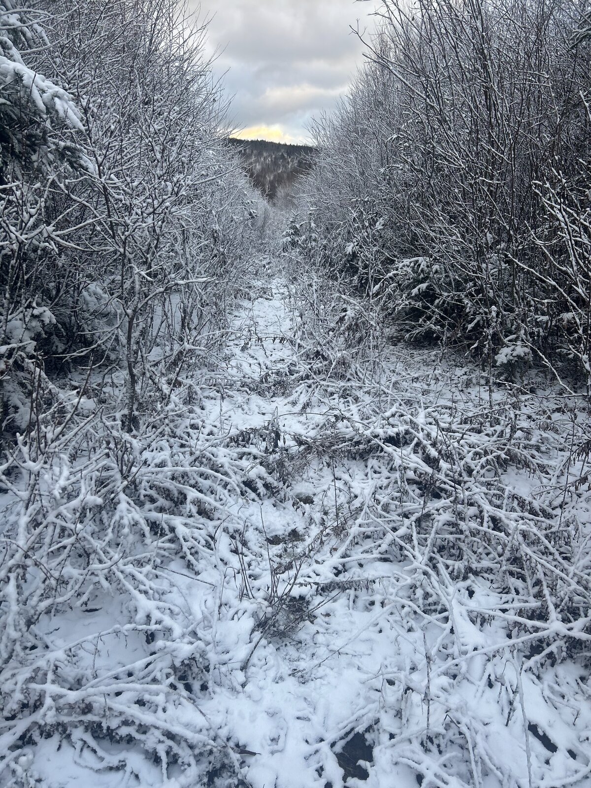 Snow-dusted woods trail near Molunkus Lake in late fall